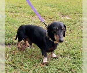 Dachshund Dogs for adoption in Glenwood, GA, USA