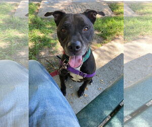 Labrador Retriever Dogs for adoption in Virginia Beach, VA, USA