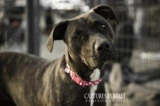 Boxweiler Dogs for adoption in Arlington, TX, USA