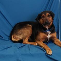 Rottweiler Dogs for adoption in Show Low, AZ, USA