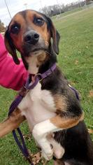 Medium Photo #1 Beagle Puppy For Sale in Rustburg, VA, USA