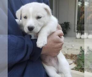 Australian Shepherd-Siberian Husky Mix Dogs for adoption in Pleasant Hill, CA, USA