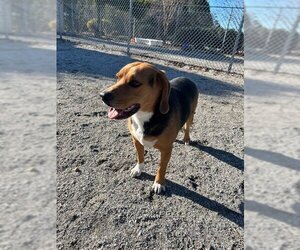 Beagle-English Foxhound Mix Dogs for adoption in Norfolk, VA, USA