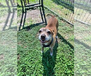 Mutt Dogs for adoption in Abbeville, LA, USA