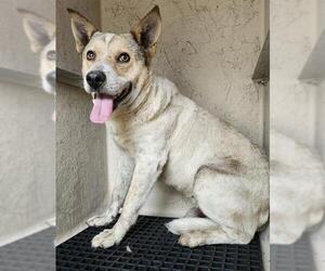 Mutt Dogs for adoption in San Antonio, TX, USA