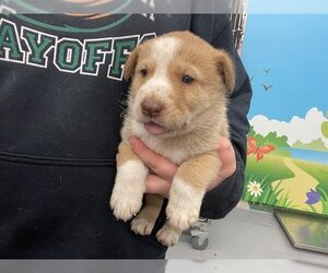 Australian Kelpie Dogs for adoption in Waco, TX, USA