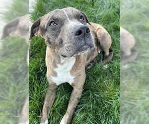 American Pit Bull Terrier-Unknown Mix Dogs for adoption in Bakersfield, CA, USA