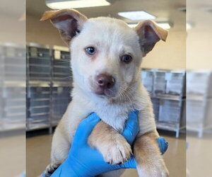 Chihuahua-Unknown Mix Dogs for adoption in Fremont, CA, USA