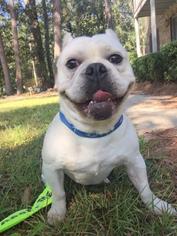 Free-Lance Bulldog Dogs for adoption in Tallahassee, FL, USA
