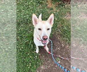 Siberian Husky Dogs for adoption in Waterford, VA, USA