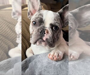 French Bulldog Dogs for adoption in Victorville, CA, USA