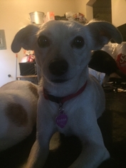 Italian Greyhound-Unknown Mix Dogs for adoption in Los Angeles, CA, USA