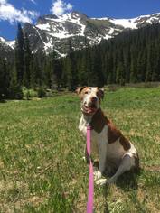 American Bulldog-Labrador Retriever Mix Dogs for adoption in Denver, CO, USA
