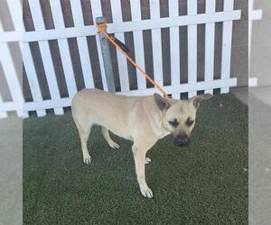 German Shepherd Dog-Unknown Mix Dogs for adoption in Modesto, CA, USA