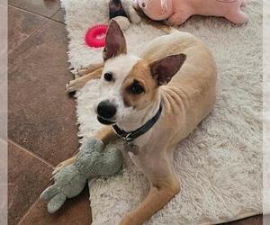 Mutt Dogs for adoption in San Antonio, TX, USA