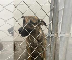 German Shepherd Dog Dogs for adoption in Rosenberg, TX, USA