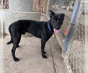 Labrador Retriever-Unknown Mix Dogs for adoption in Plano, TX, USA