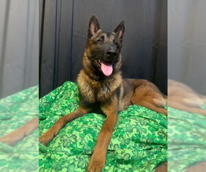 German Shepherd Dog-Unknown Mix Dogs for adoption in Imlay City, MI, USA