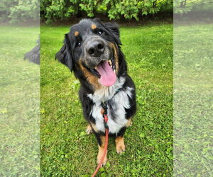 Australian Mountain Dog Dogs for adoption in New London, WI, USA