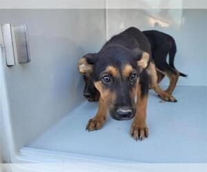 German Shepherd Dog Dogs for adoption in Houston, TX, USA