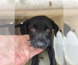 Mutt Dogs for adoption in Stockton, CA, USA