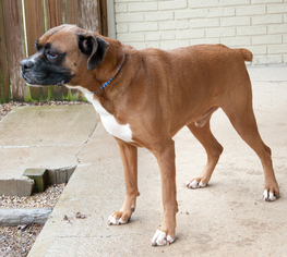 Boxer Dogs for adoption in Versailles, KY, USA