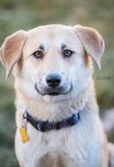Sheprador Dogs for adoption in Salt Lake City, UT, USA
