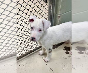 Mutt Dogs for adoption in Webster, WI, USA