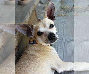 Chihuahua Dogs for adoption in Sandy, UT, USA