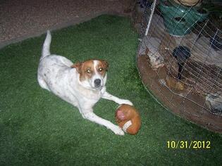 Australian Shepherd-Red Heeler Mix Dogs for adoption in tucson, AZ, USA