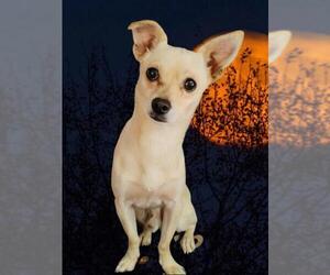Chiranian Dogs for adoption in Phelan, CA, USA