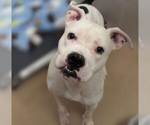 American Bulldog-Unknown Mix Dogs for adoption in Minneapolis, MN, USA