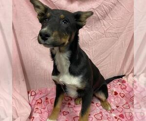 German Shepherd Dog-Unknown Mix Dogs for adoption in Modesto, CA, USA