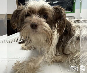 Shih Tzu-Unknown Mix Dogs for adoption in Washington, DC, USA
