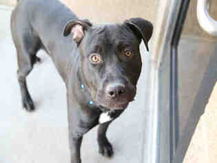 American Bulldog Dogs for adoption in Denver, CO, USA