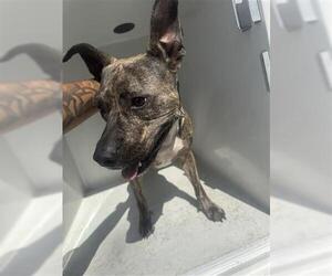 American Pit Bull Terrier Dogs for adoption in Houston, TX, USA