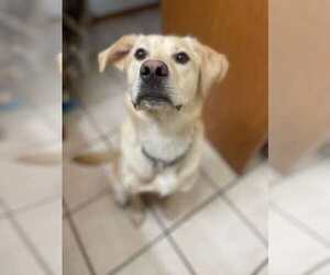 Golden Labrador Dogs for adoption in Anchorage, AK, USA