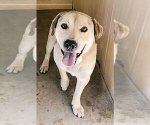 Labrador Retriever Dogs for adoption in Rossville, TN, USA