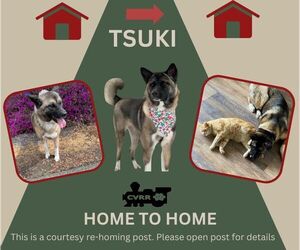 Akita-Unknown Mix Dogs for adoption in Lindsay, CA, USA