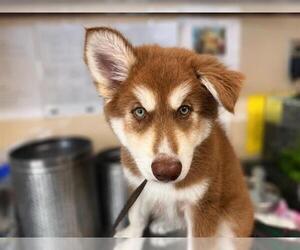 Siberian Husky Dogs for adoption in Chula Vista, CA, USA