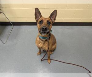 Mutt Dogs for adoption in Denver, CO, USA