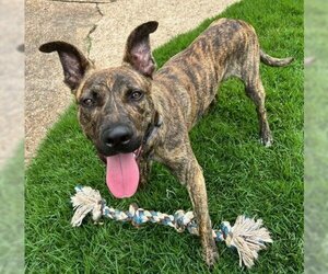 Small Dutch Shepherd -German Shepherd Dog Mix