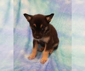 Mutt Dogs for adoption in Thief River Falls, MN, USA