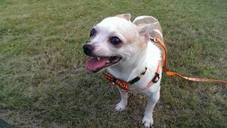 Chihuahua Dogs for adoption in Richmond, British Columbia, Canada