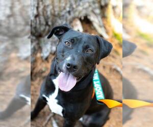 American Pit Bull Terrier-Labrador Retriever Mix Dogs for adoption in Salem, MA, USA