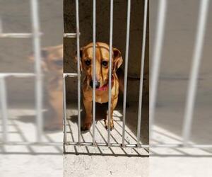 Dachshund Dogs for adoption in Gainesville, FL, USA