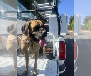 Mastiff Dogs for adoption in Rancho Cucamonga, CA, USA