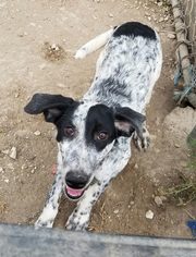 Mutt Dogs for adoption in Jarrell, TX, USA