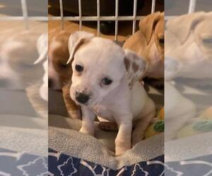 Chiweenie Dogs for adoption in Newnan, GA, USA