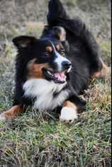 Australian Shepherd Dogs for adoption in Ashland, KY, USA